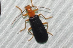 Podabrus fayi
