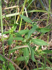 Dasineura lysimachiae