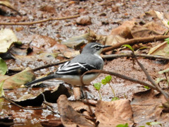 Motacilla clara