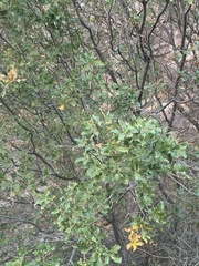 Quercus pungens