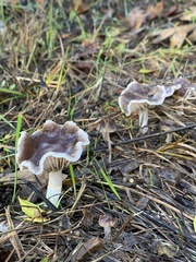 Meottomyces dissimulans