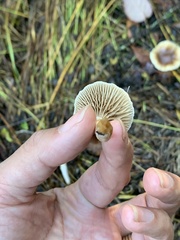 Meottomyces dissimulans