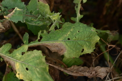 Laggera aurita