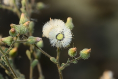 Laggera aurita