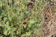 Laggera aurita