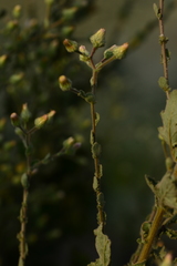 Laggera aurita