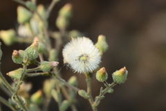 Laggera aurita