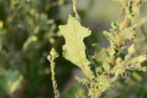 Image of Laggera Aurita (Laggera aurita) by no rights reserved