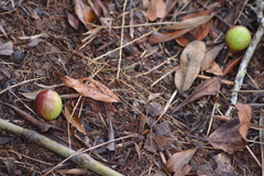 Psidium cattleyanum