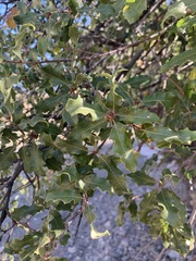 Quercus pungens