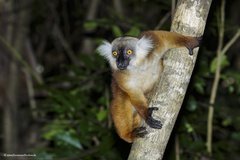 Eulemur macaco