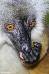 Eulemur macaco