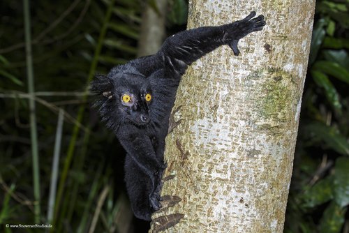 Black Lemur