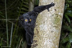 Eulemur macaco