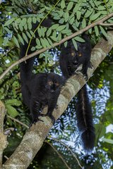 Eulemur macaco