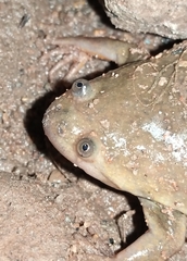 Xenopus victorianus
