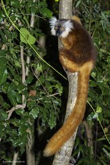 Eulemur macaco