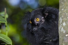 Eulemur macaco