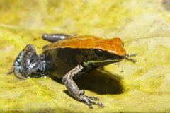 Mantella ebenaui