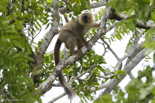 Sanford's Brown Lemur