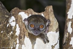 Lepilemur ankaranensis