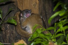 Lepilemur ankaranensis