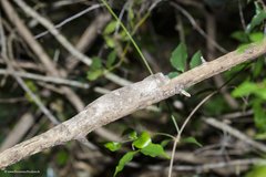 Uroplatus henkeli