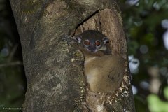Lepilemur ankaranensis