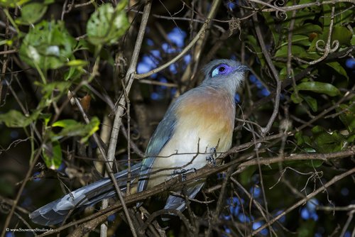 Crested Coua