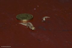 Brookesia tuberculata