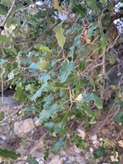 Quercus pungens
