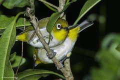 Zosterops maderaspatanus