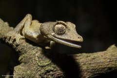 Uroplatus finiavana