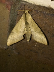 Pseudoclanis postica