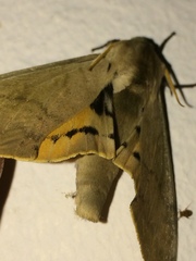 Pseudoclanis postica