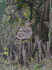 Pterocles lichtensteinii