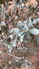Leucophyllum frutescens