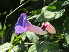 Ipomoea orizabensis austromexicana