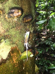 Pterodictya reticularis