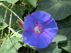 Ipomoea orizabensis austromexicana