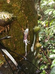 Pterodictya reticularis