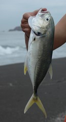 Caranx caninus