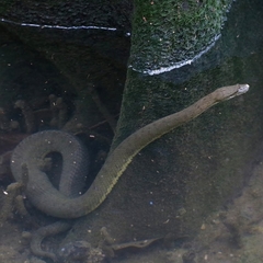 Cerberus schneiderii