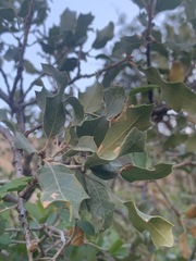 Quercus pungens