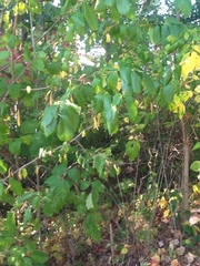 Malus dasyphylla