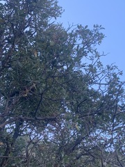 Quercus pungens