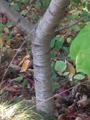Malus dasyphylla