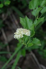 Microglossa mespilifolia