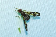 Idana marginata