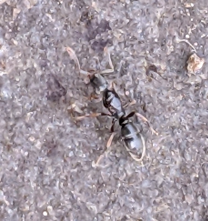 Common Crypt Ant